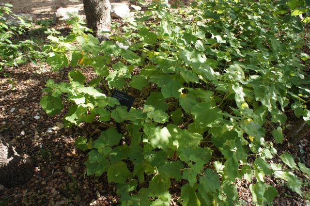 Turk's Cap plant Malvaviscus drummondii at Lady Bird Johnson Wildfower Center.jpg