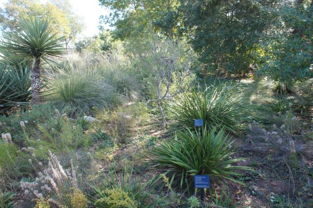 Twist-leaf Yucca at Lady Bird Johnson Wildflower Center.jpg