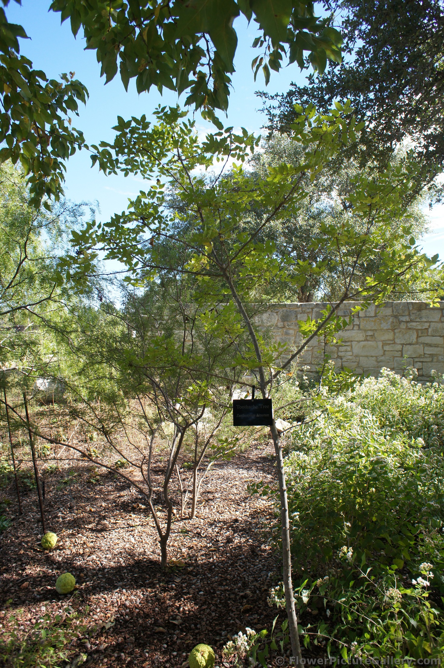 Toothache Tree Zanthoxylum hirsutum at Lady Bird Johnson Wildflower Center.jpg