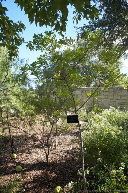 Toothache Tree Zanthoxylum hirsutum at Lady Bird Johnson Wildflower Center.jpg