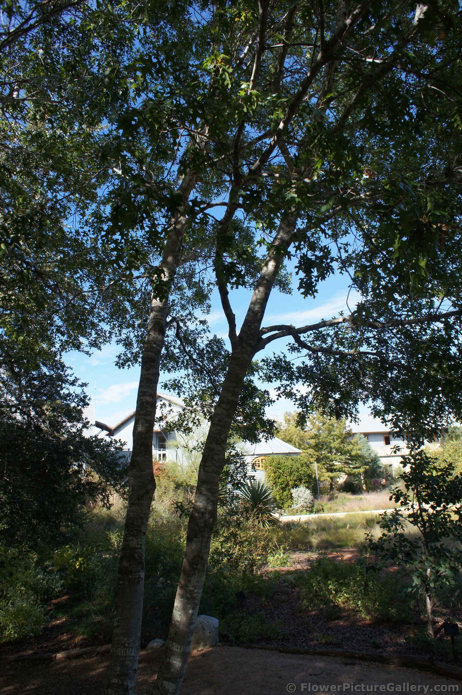 Texas Red Oak tree at Lady Bird Johnson Wildflower Center.jpg