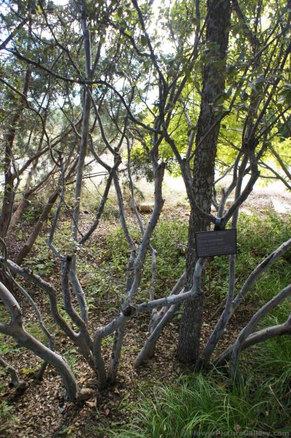 Texas Persimmon tree at Lady Bird Johnson Wildflower Center.jpg