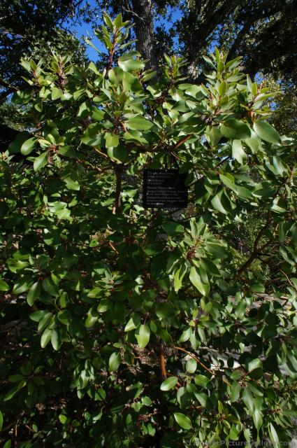 Texas Madrone Arbutus xalapensis at Lady Bird Johnson Wildflower Center.jpg