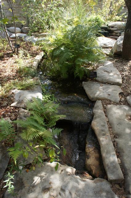 Small stream with River Fern at Lady Bird Johnson Wildflower Center.jpg