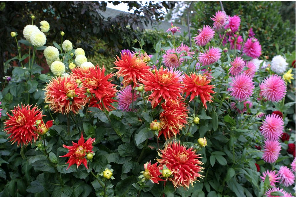 northwest flower and garden.JPG