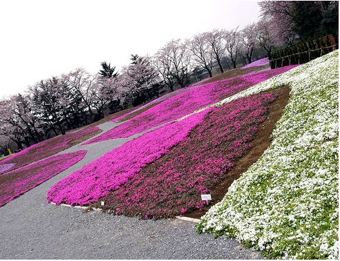 plant flower garden with purple, pink and white.JPG