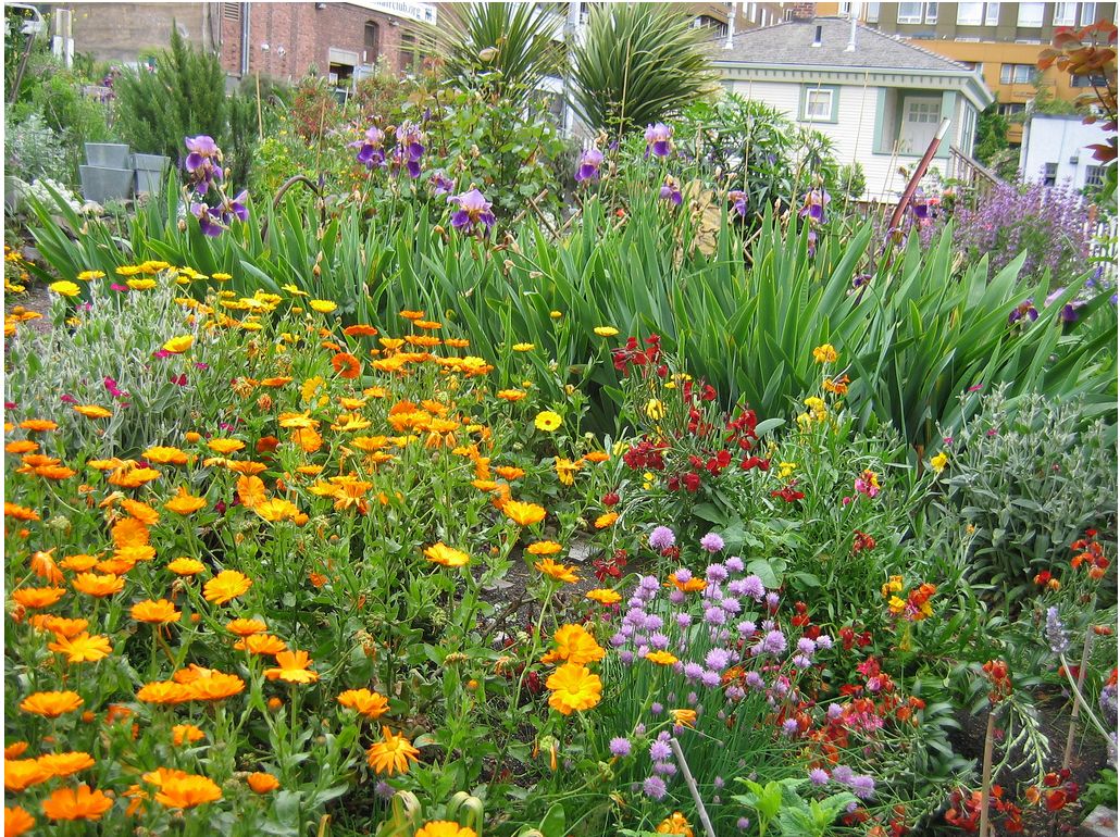 Public Flower Garden.JPG