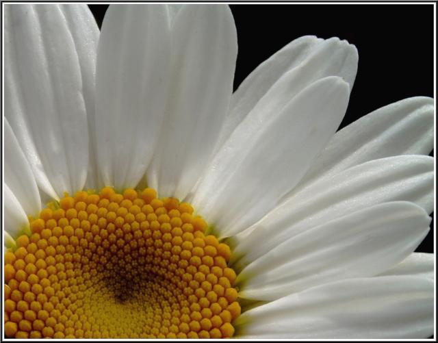 picture of daisy close up.jpg