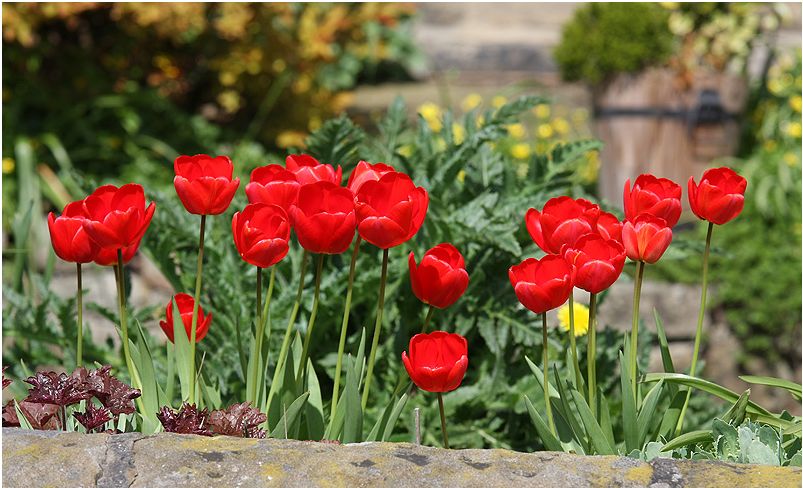 Red tulips garden flowers.JPG