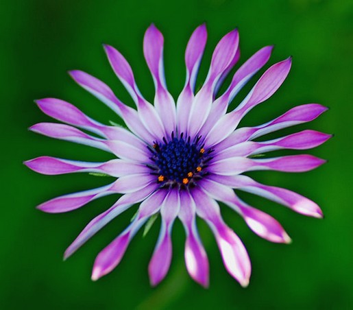picture of African daisy flower.jpg