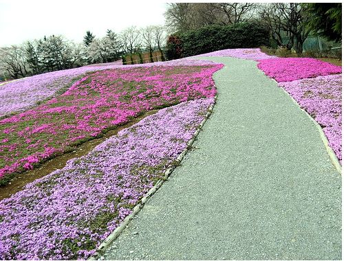 Tatebayashi Flower Garden photos.JPG