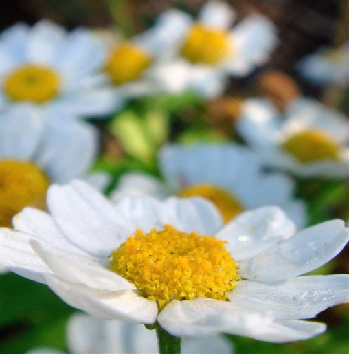 pics of white daisy flowers.jpg