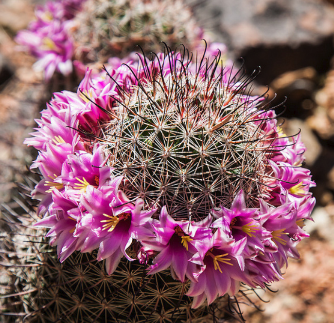 Photo of cactus flowers phoenix in purple pink.PNG