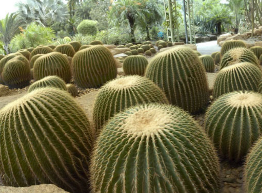 Cactus flowers paradise photos.PNG