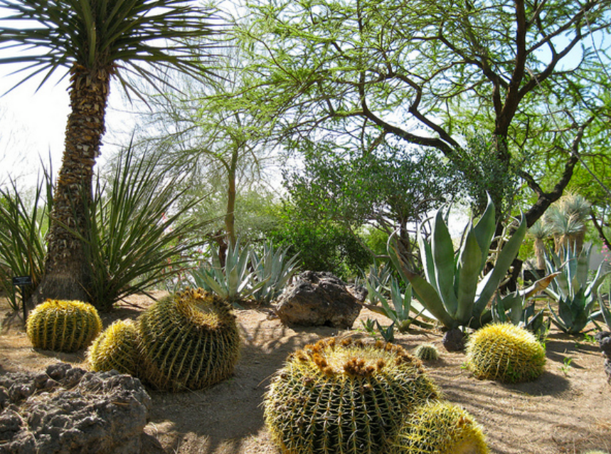 Cactus flowers pictures.PNG