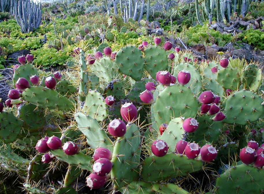Cactus fruits in purple.PNG