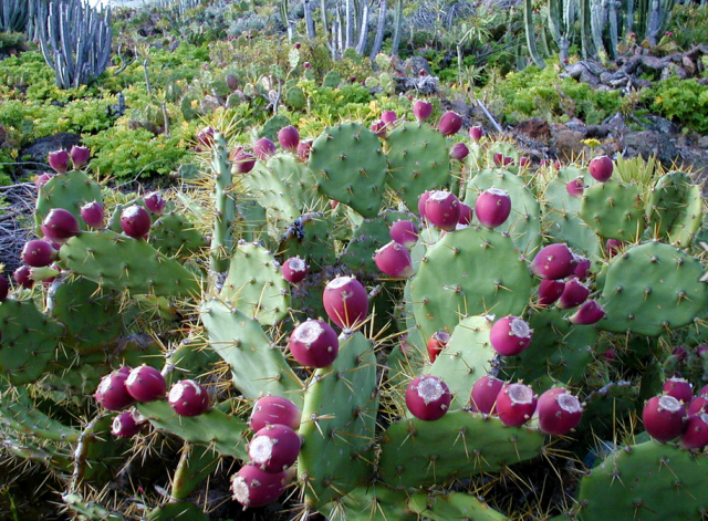 Cactus fruits in purple.PNG