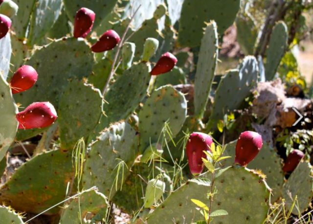Cactus fruits pictures.PNG