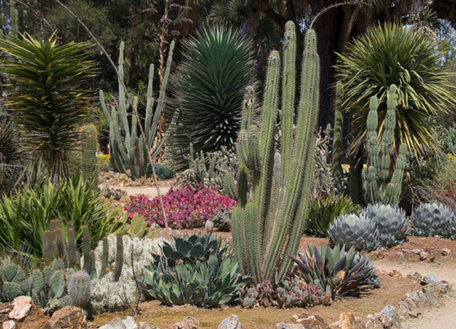 Cactus plants with flowers images.PNG