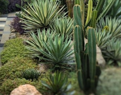 Cactus pots pictures.PNG