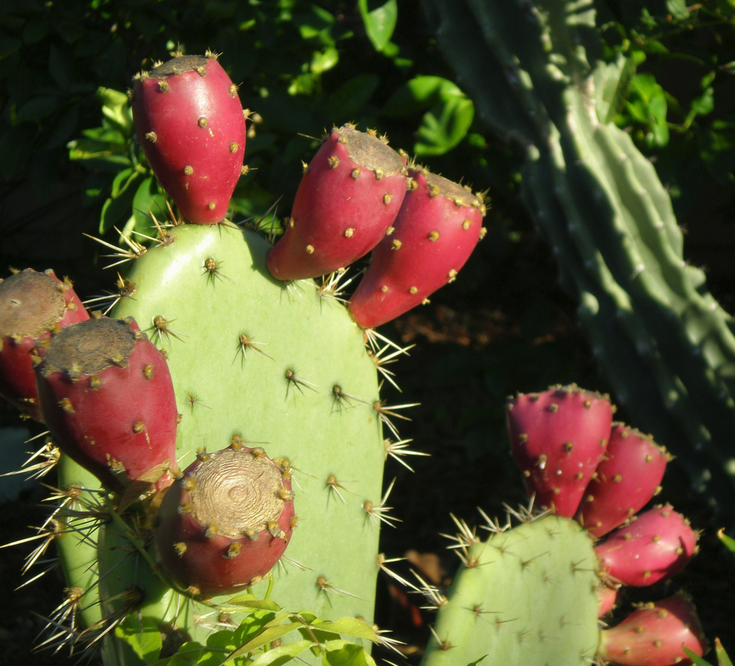 Cactus with fruits pictures.PNG