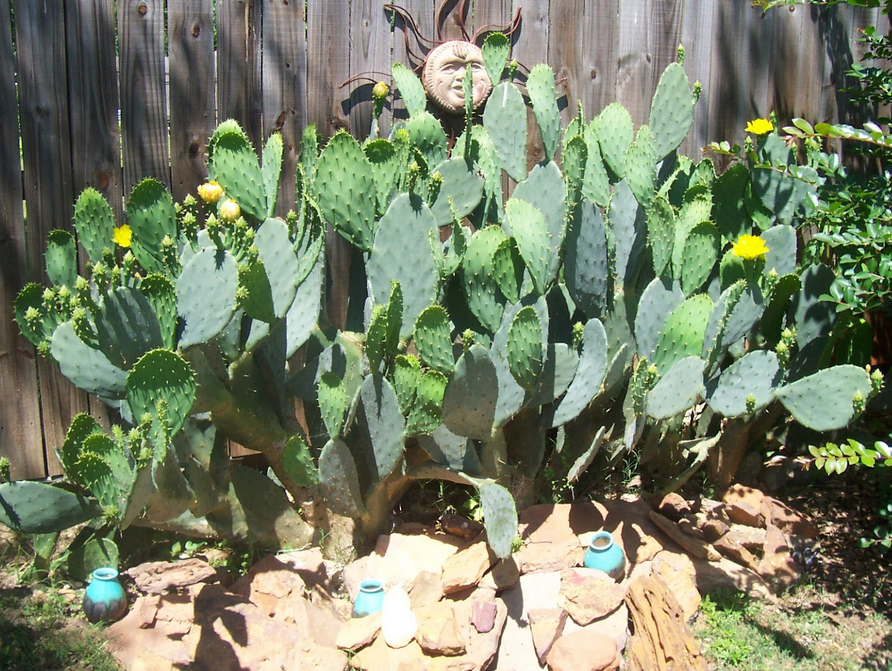 Cactus with yellow flowers images.PNG