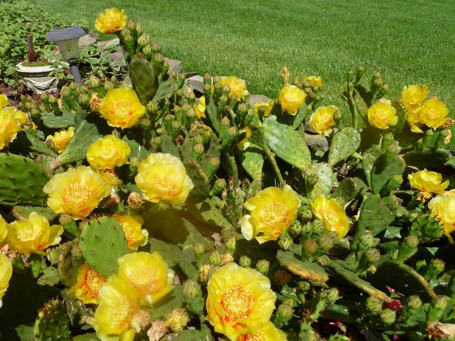 Cactus with yellow flowers photos.PNG
