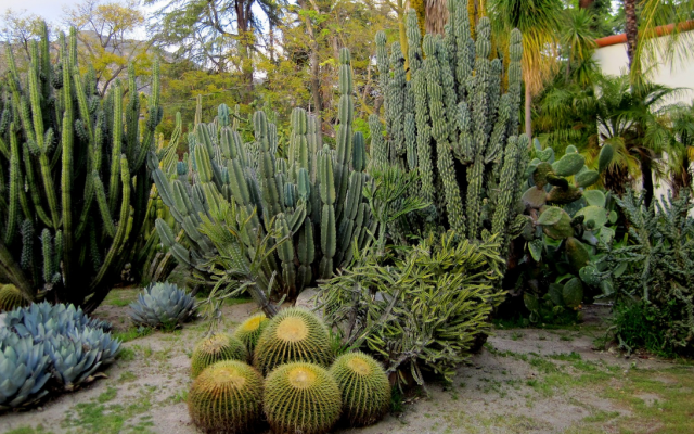 Chic cactus garden with different sizes cactus plants.PNG