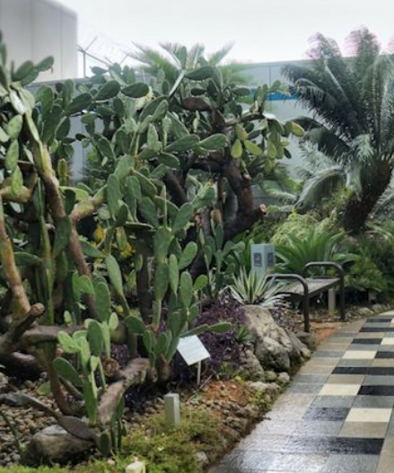 Chic garden cactus images.PNG