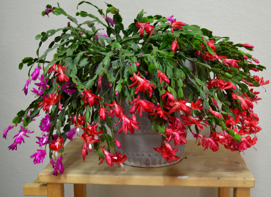Christmas cactus in red and purple.PNG