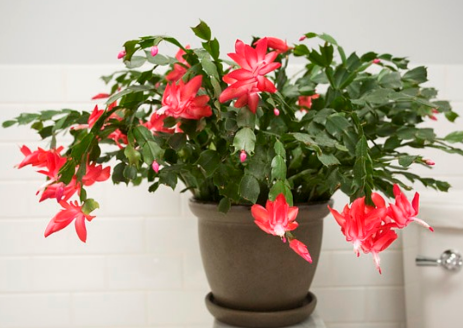 Christmas cactus pictures.PNG