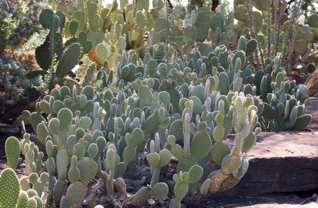 Common cactus pictures.PNG