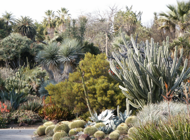 Desert cactus garden photos.PNG