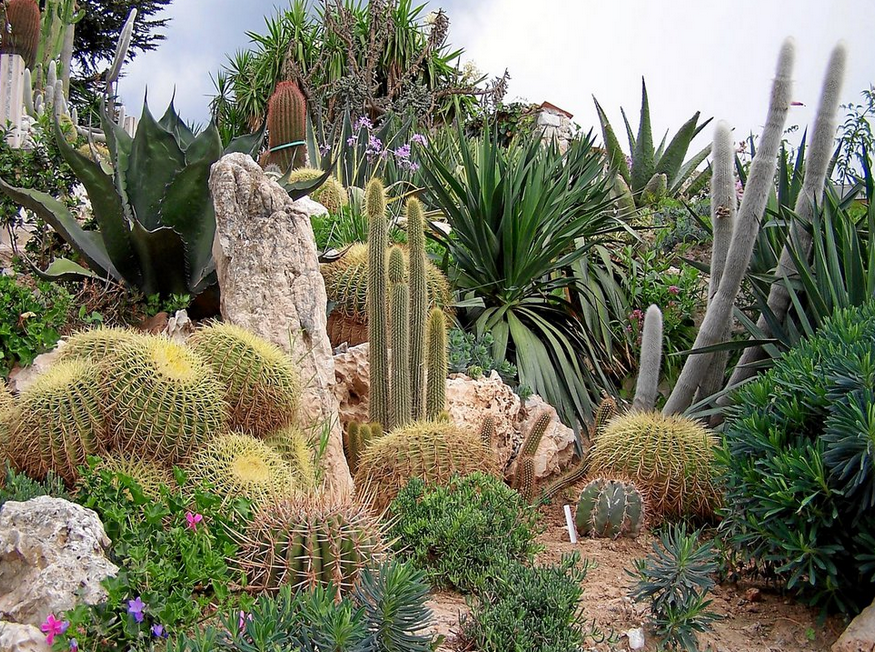 Desert garden with different flowers photos.PNG