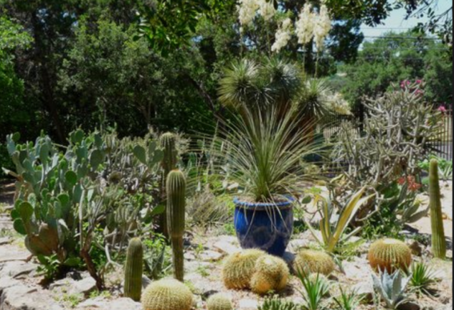 Fancy cactus garden photos.PNG