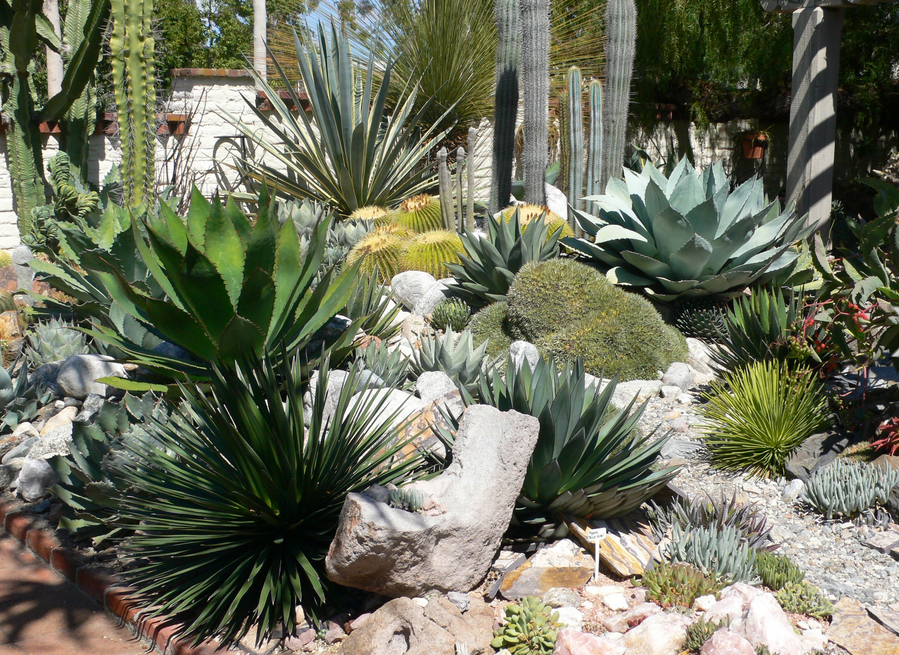 Flowering cactus pictures.PNG