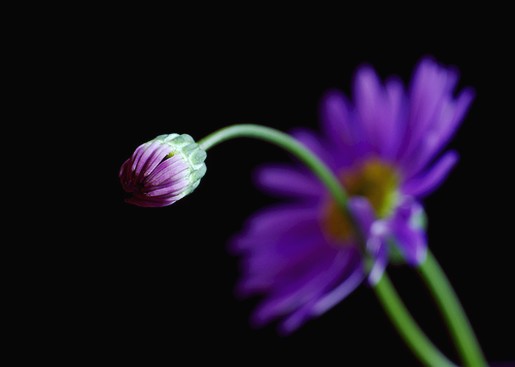 pics of daisy.jpg