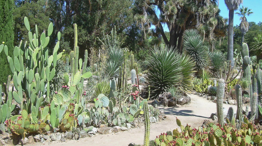 Garden cactus photos in different sizes.PNG