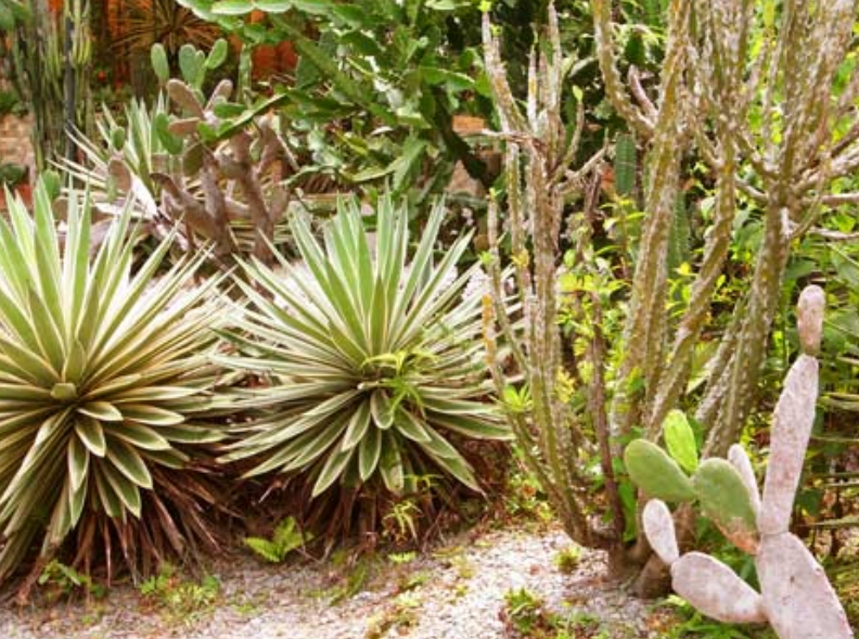 Large cactus photos.PNG