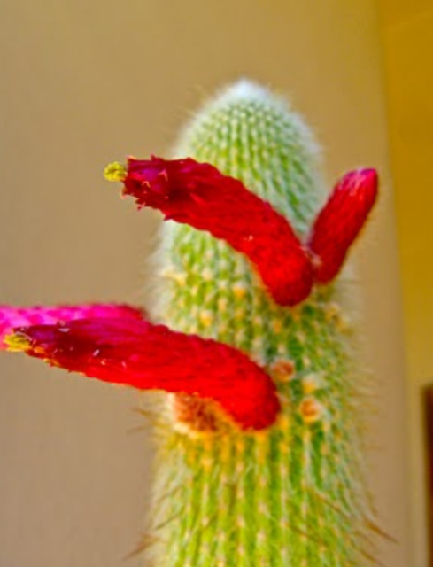Long tubular reddish pink cactus flowers photos.PNG