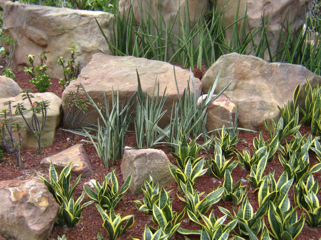 Modern cactus garden in green and yellow and red.PNG