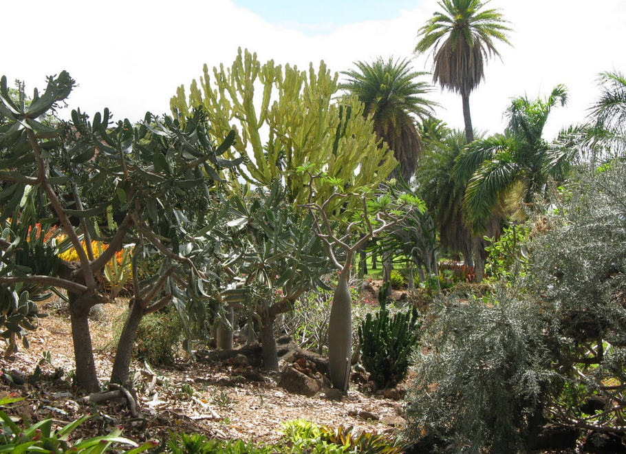 Natural cactus garden pictures.PNG