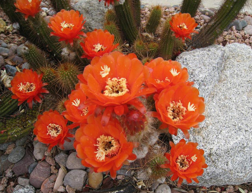 Orange cactus flowers scottsdale pictures.PNG