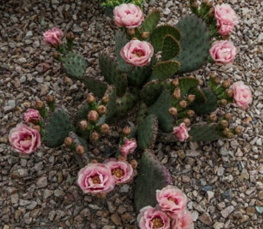 Photo of walking cactus with pink flowers.PNG