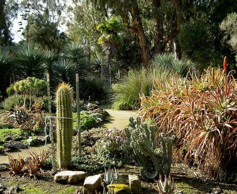 Photos of cactus gardens.PNG