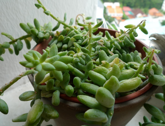 Picture of succulent plant.PNG