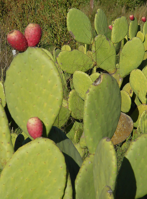 Pictures of cactus fruits.PNG