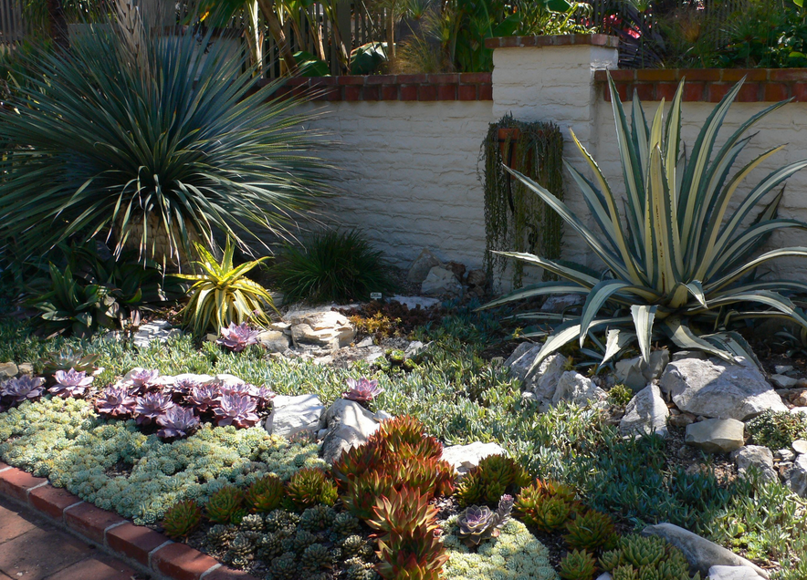 Pictures of cactus garden ideas.PNG