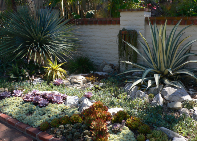 Pictures of cactus garden ideas.PNG