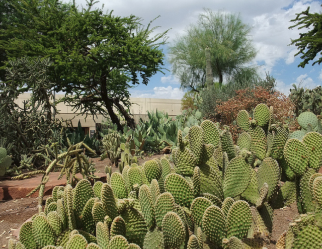 Pictures of desert cactus flowers.PNG